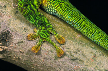 GECKO