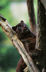 PANTHERE NOIRE panthera pardus