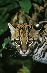 OCELOT leopardus pardalis