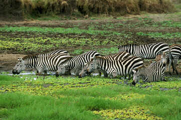 ZEBRE DE BURCHELL equus burchelli