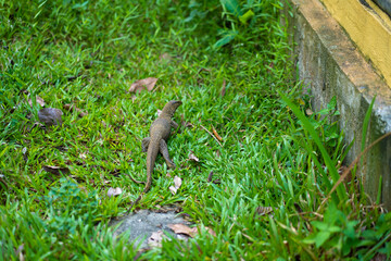 Komodo lizard walks on the lawn in the park