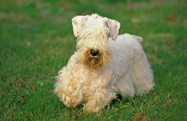 SEALYHAM TERRIER