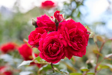 Red roses as a natural and holidays background. Red roses bunch in the garden.
