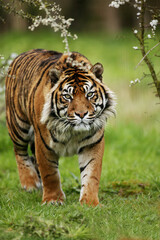 Plakat TIGRE DE SUMATRA panthera tigris sumatrae
