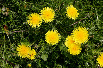 PISSENLIT taraxacum officinale © slowmotiongli