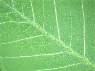 Closeup green leaf of plant with soft focus ,detail macro image, bright and blurred for background, sweet color, nature leaves for card design