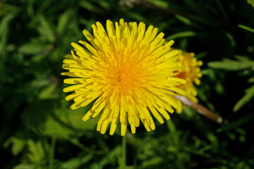PISSENLIT taraxacum officinale