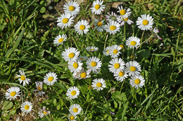 Fototapeta premium PAQUERETTE bellis perennis