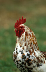 COQ