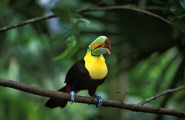 TOUCAN A CARENE ramphastos sulfuratus