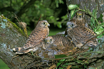 FAUCON CRECERELLE falco tinnunculus