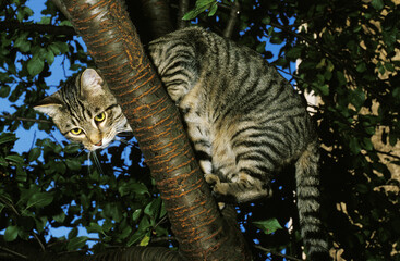 EUROPEEN BROWN TABBY