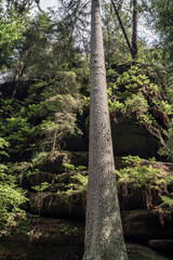 Grüner Märchenwald mit hängenden Gärten auf Sandstein - Felsen, Hängepflanzen,...