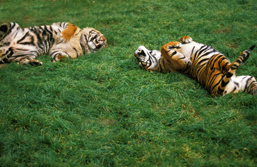 TIGRE DE SUMATRA panthera tigris sumatrae