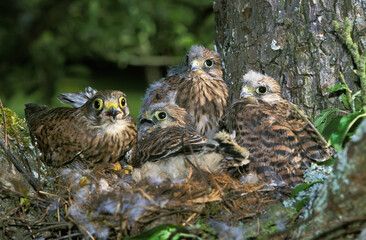 FAUCON CRECERELLE falco tinnunculus