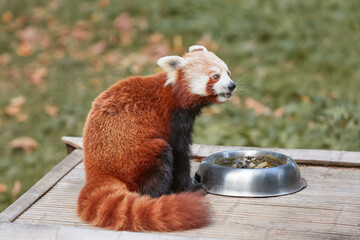 Close up of red panda while eating