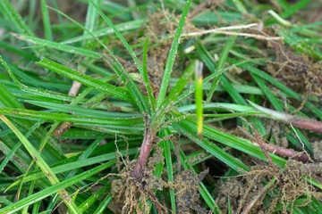 selected focus, Weed grass with root