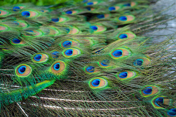 Fototapeta premium Close-up of a peacock's tail. Feathers on the tail of a peacock. Colors of nature