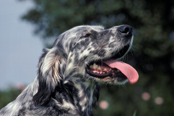 SETTER ANGLAIS