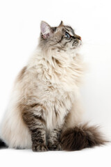 CHAT SIBERIEN