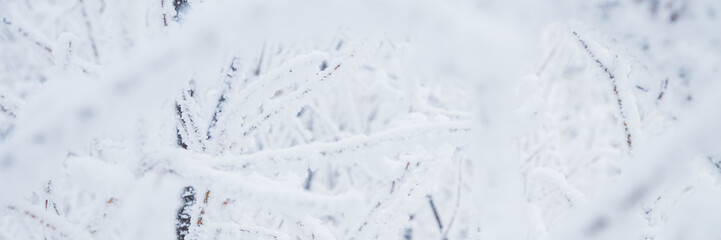 Snow and rime ice on the branches of bushes. Beautiful winter background with twigs covered with...