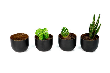 Decorative moss plant in dark pot isolated on with background. Succulent and cactus. Copy space.