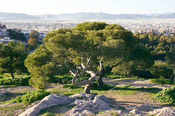 Mediterranean stone pine trees grow abundantly around the Acropolis Hills. 