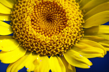 Makroaufnahmen Blüten und Früchte, der BGarten im Detail betrachtet