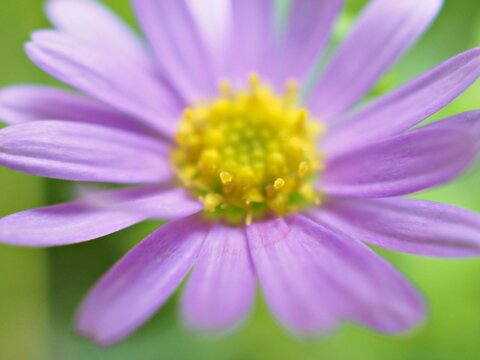 Closeup purple petals of little daisy flowers in garden with blurred background ,macro image ,sweet color for card design ,soft focus
