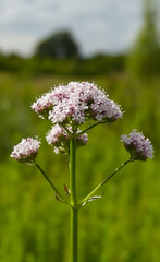  Close up of the flower clusters of the wildflower Common Valerian (Valeriana officinalis) a herb,...