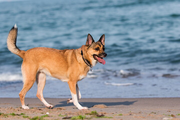 red dog on sandy sea beach