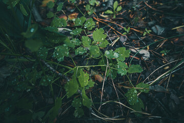 Green leaves pattern background. Forest background and wallpaper after rain