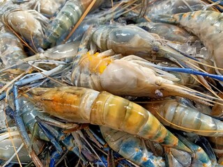Fresh shrimp. Fresh food that is sold in the market