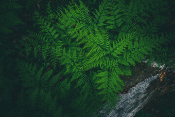 Green background of fern leaves. Forest green plants.