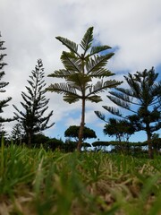 Little trees on the background of blue sky