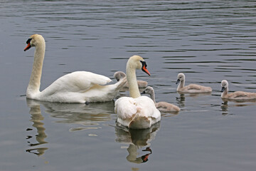 Swans and Cygnets swimming in a lake	