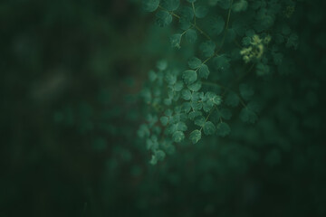 Green leaves pattern background. Forest background and wallpaper after rain
