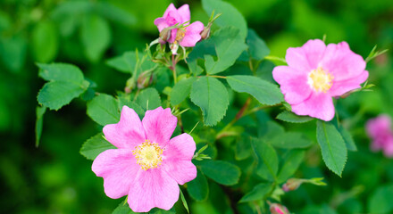 pink Flowers of wild rose on a background of green leaves. summer village concept. Banner.