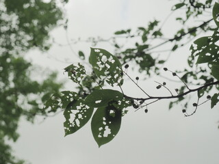 TREE TOP - ARTY LEAVES