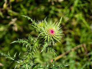  SCOTTISH THISTLES IN THE PARK 