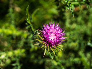 SCOTTISH THISTLES IN THE PARK 