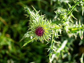 SCOTTISH THISTLES IN THE PARK 