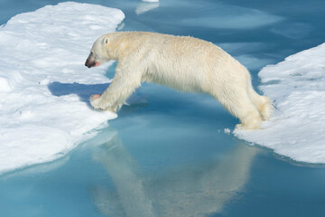 Naklejka na ściany i meble Male Polar Bear (Ursus maritimus) with blood on his nose and leg jumping over ice floes and blue water, Spitsbergen Island, Svalbard archipelago, Norway, Europe