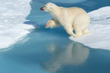 Male Polar Bear (Ursus maritimus) with blood on his nose and leg jumping over ice floes and blue water, Spitsbergen Island, Svalbard archipelago, Norway, Europe © MC Photos