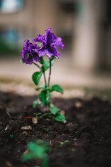 Beautiful lone flower in the garden
