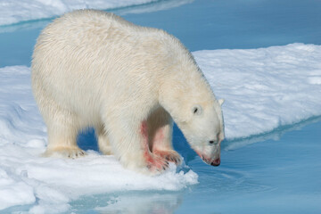 Plakat Male Polar Bear (Ursus maritimus) with blood on his nose and leg on ice floe and blue water, Spitsbergen Island, Svalbard archipelago, Norway, Europe