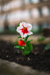 Beautiful lone flower in the garden