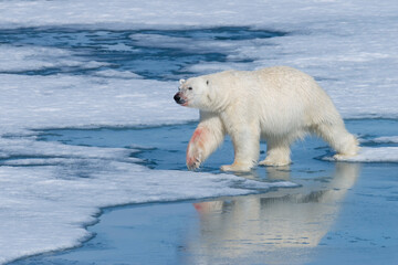 Fototapeta na wymiar Male Polar Bear (Ursus maritimus) with blood on his nose and leg on ice floe and blue water, Spitsbergen Island, Svalbard archipelago, Norway, Europe