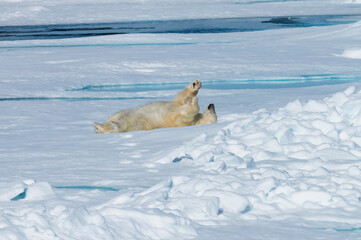 Naklejka premium Male Polar Bear (Ursus maritimus) resting and stretching on the pack ice, Spitsbergen Island, Svalbard archipelago, Norway, Europe