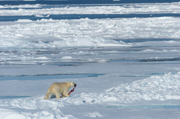 Obraz na płótnie Canvas Male Polar Bear (Ursus maritimus) walking with the remains of seal pray over pack ice, Spitsbergen Island, Svalbard archipelago, Norway, Europe